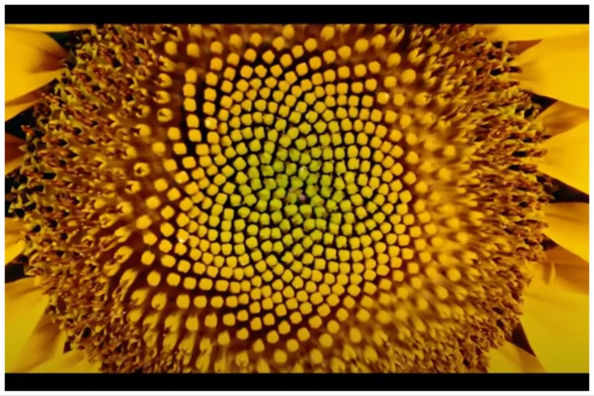 Royal Horticultural Society shortlists three agencies in media review