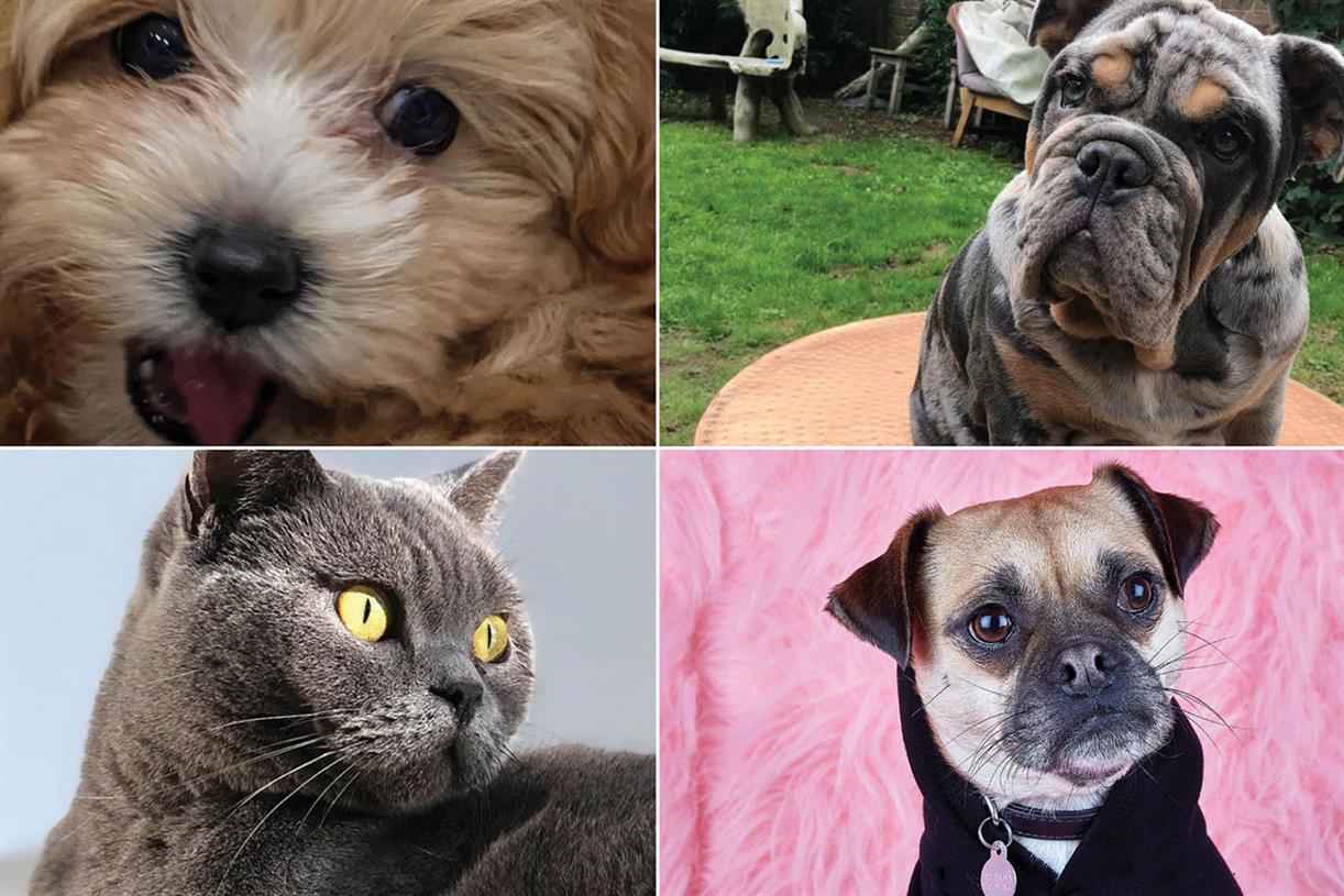 The Lists 2020 Top 10 pets of adland Campaign US