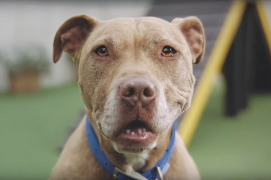 battersea dogs for adoption