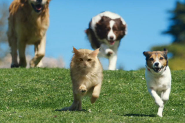 Campaign vote: what is the UK's greatest ad featuring a dog? | Campaign US