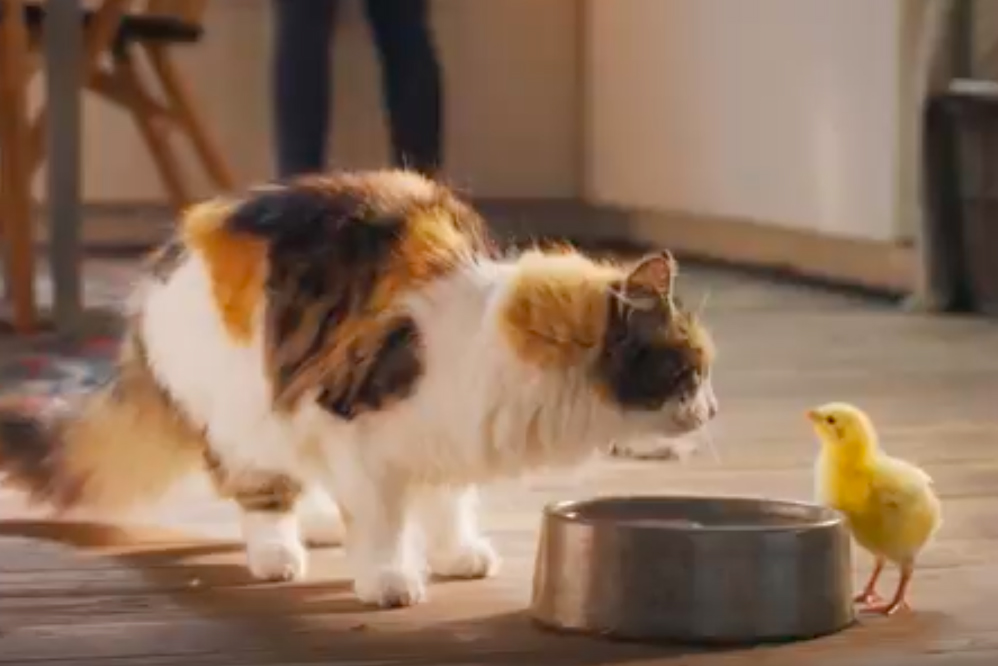 Mars Petcare gives brutal twist to debut ad for Dreamies DeliCatz