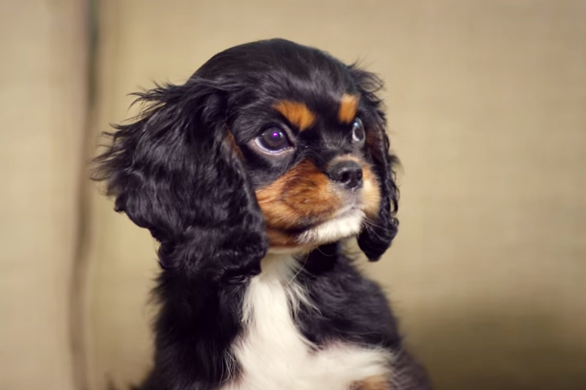 purina puppy chow commercial 2017