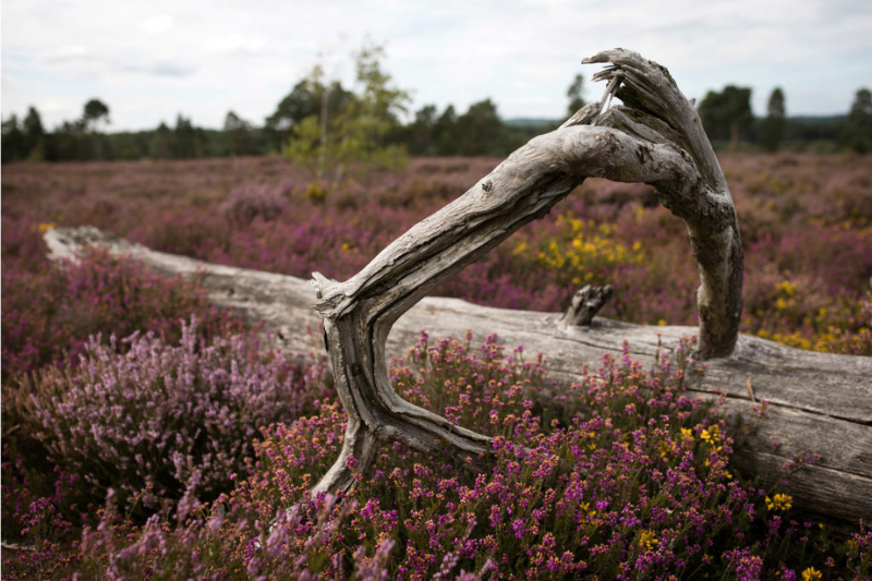 Investment in England’s protected sites needs to almost double to meet nature targets, say researchers