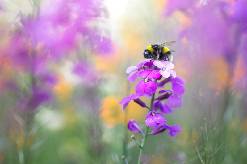 ‘Serious’ legal flaws identified in DEFRA decision to grant emergency approval to banned pesticide