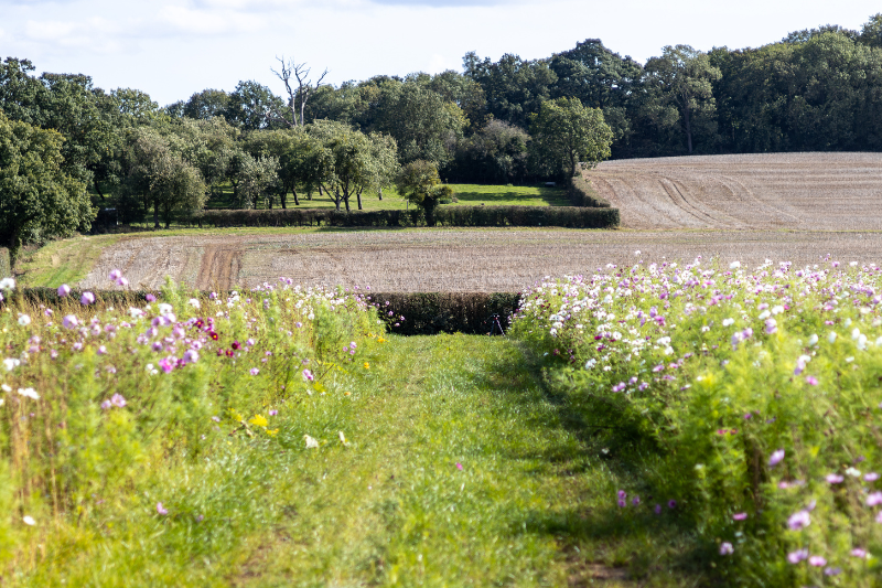 Not enough taxpayer funding to deliver SFI ‘at scale needed’, warns former NFU chief