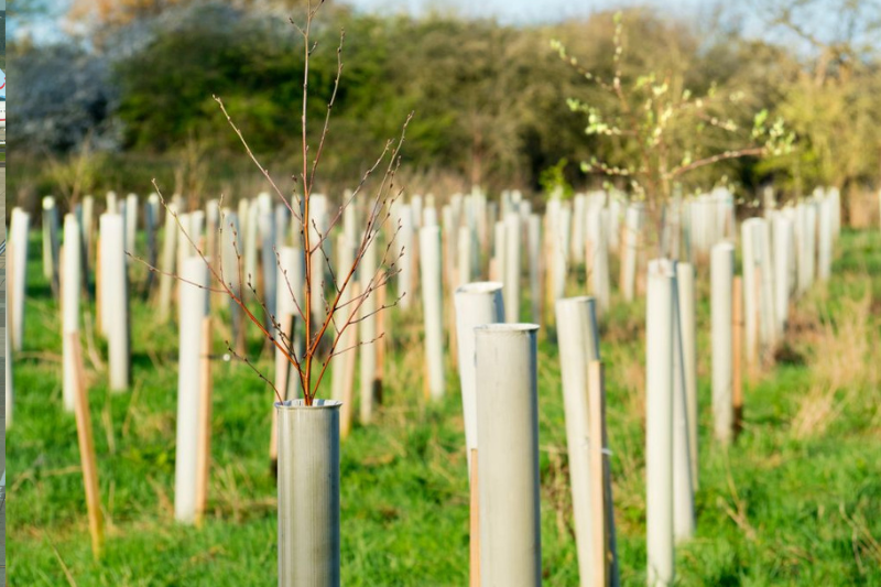 ‘Disappointing’: Woodland creation falls by 13.5% across the UK with targets still not met