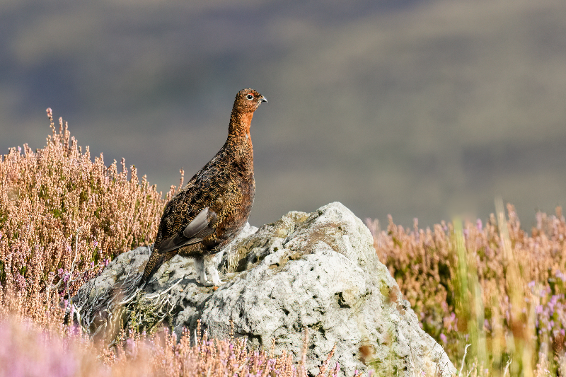 Moorland burning worsens air quality ‘for millions of people’, study finds