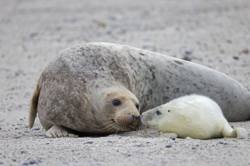 Lawyers ‘gathering views’ after government throws out all species protection proposals from own scientists
