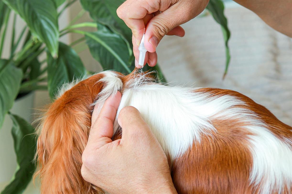 Industry funding of vet medicine regulator a 'clear conflict’ with crackdown on harmful chemicals in pet flea treatments, warns professor