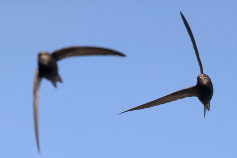 Surrey Police confirm probe into swift nest site destruction