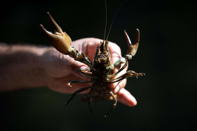 Scotland’s regulatory framework for invasive species ‘not fully effective’, says watchdog