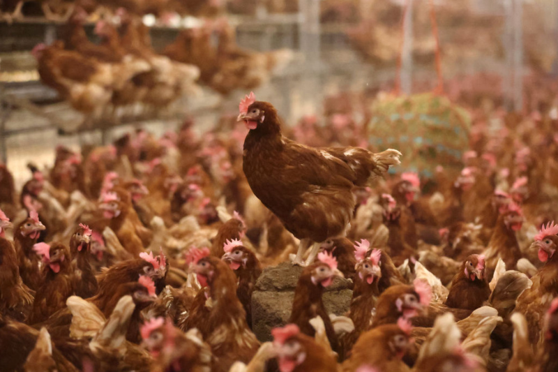DEFRA confirms Land Use Framework does not support factory farming, following legal threat