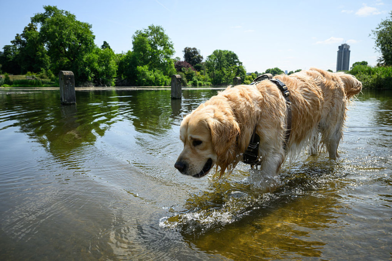 Peers urge investigation into ‘murky’ regulation of pet flea treatments