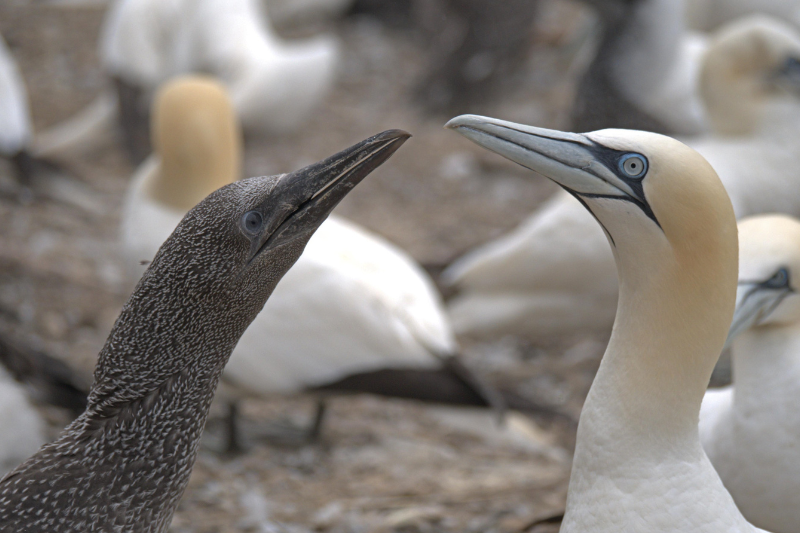 Annual gannet chick hunt refused permission by Scottish wildlife regulator for first time