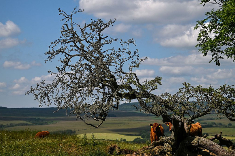 ‘Crunch time’: Wildlife Trusts races to buy ‘largest piece of land to come to market in over 30 years’