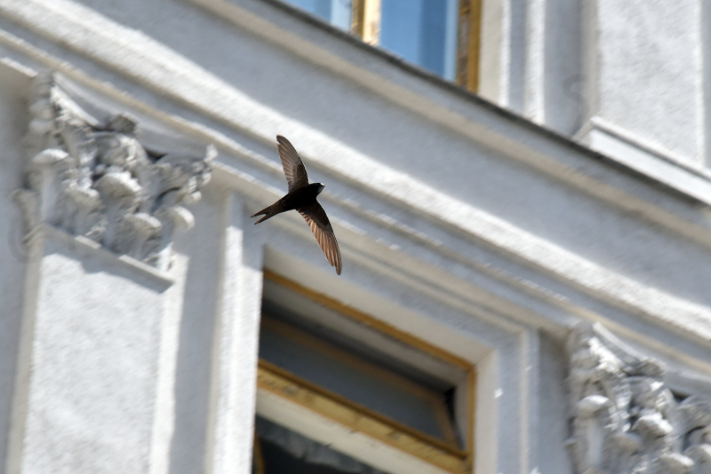 Houses built on Homes England sites must now include swift bricks
