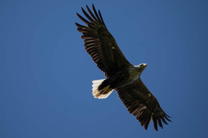 RSPB demands ‘urgent’ legislative change in face of ‘relentless’ raptor persecution