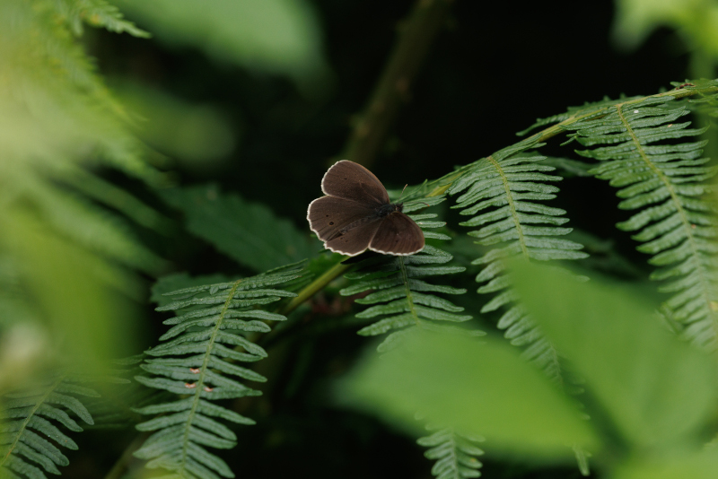 UK making ‘meaningful progress’ to hit 2030 nature targets, says nature advisor