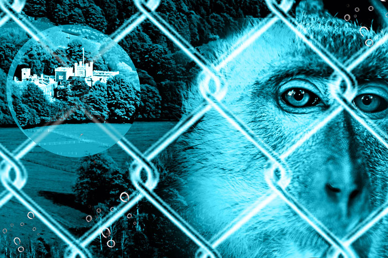 REVEALED: The ties that bind a Scottish castle, steel cages, and dead monkeys to a UK chemicals firm