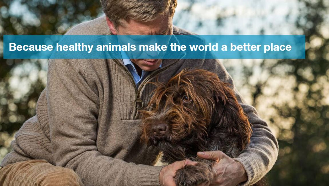Bayer Awards Global Companion Animal Account To Proximity And do