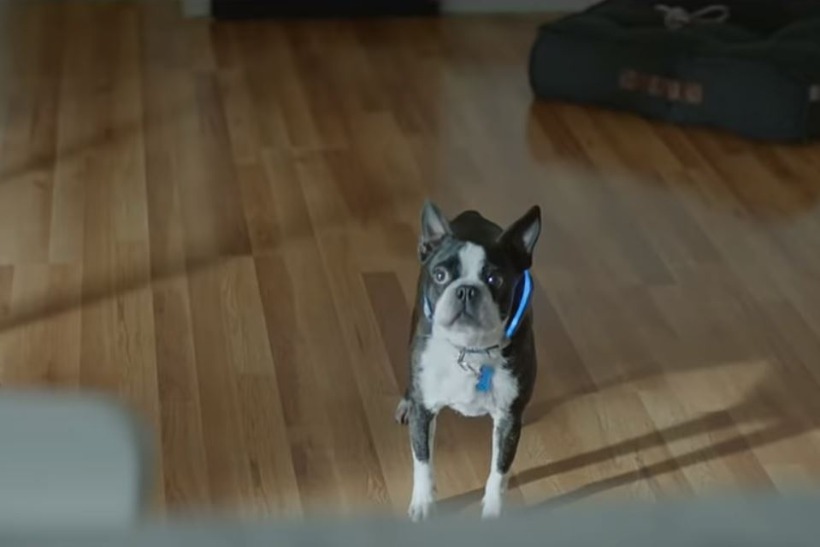 harrison ford boston terrier