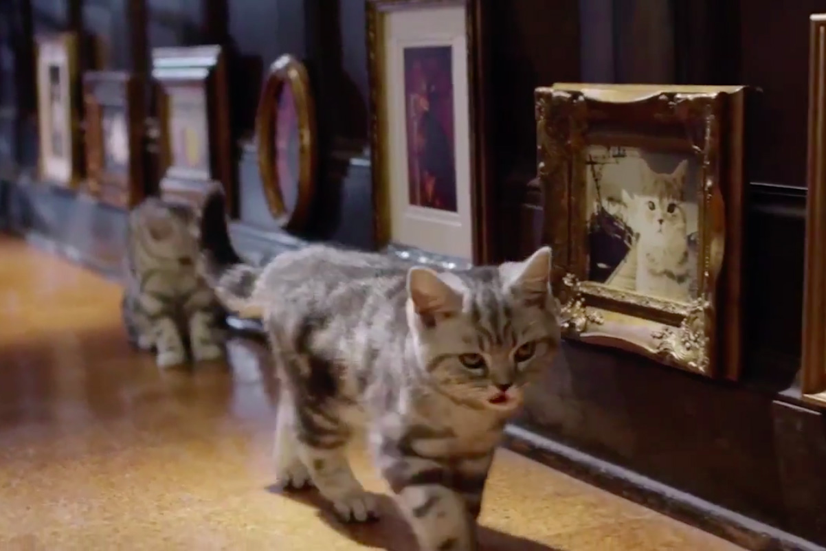 Whiskas "Kitten Kollege" by Abbott Mead Vickers BBDO Campaign US