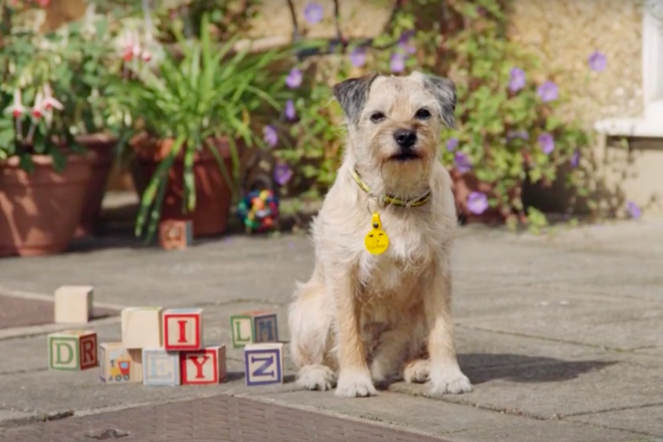 Dogs trust national dog survey by good agency campaign us