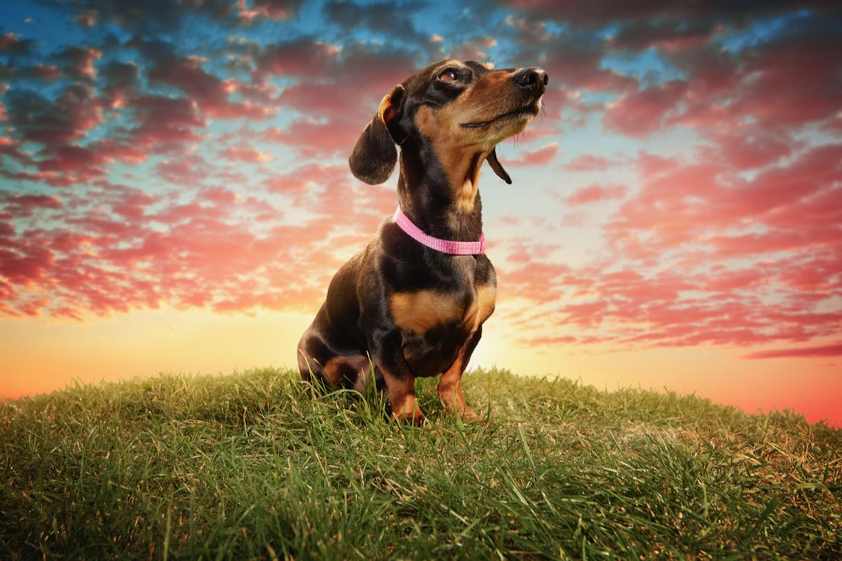 Vitality dachshund cheap