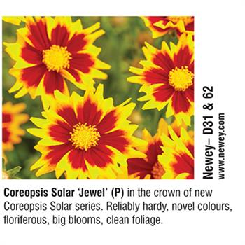 Newey - Coreopsis Solar 'Jewel' (P)