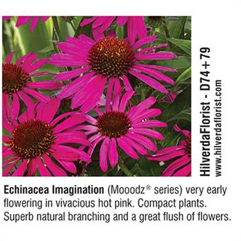 HilverdaFlorist - Echinacea Imagination