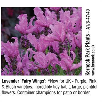 Kernock Park Plants - Lavender 'Fairy Wings'