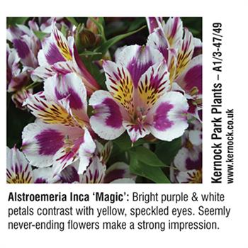 Kernock Park Plants - Alstroemerica Inca 'Magic'