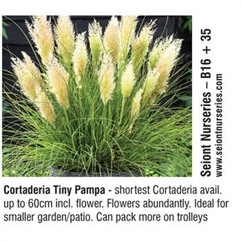 Seiont Nurseries - Cortaderia Tiny Pampa