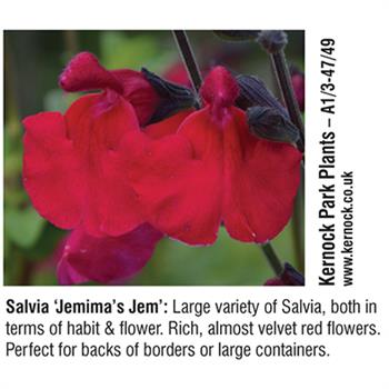 Kernock Park Plants - Salvia 'Jemima's Jem'