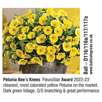 Ball - Petunia Bee's Knees