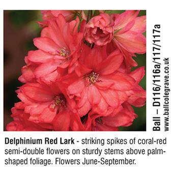 Ball - Delphinium Red Lark