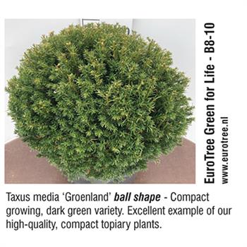 EuroTree Green for Life - Taxus Media 'Groenland' ball shape