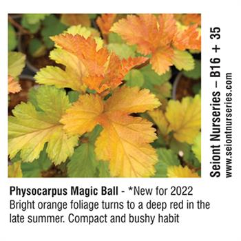 Seiont Nurseries - Physocarpus Magic Ball