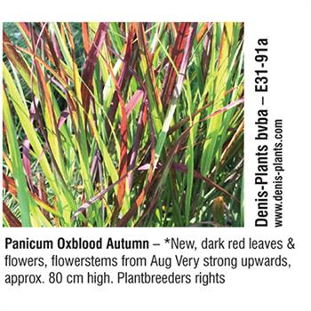 Denis-Plants bvba - Panicum Oxblood Autumn