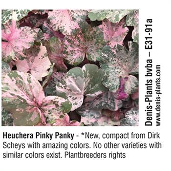 Denis-Plants bvba - Heuchera Pinky Panky