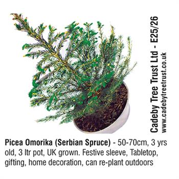 Cadeby Tree Trust Ltd - Picea Omorika (Serbian Spruce)