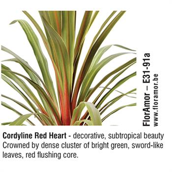 FlorAmor - Cordyline Red Heart