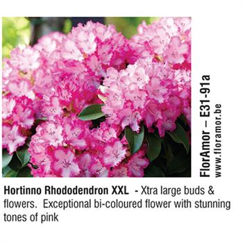 FlorAmor - Hortinno Rhododendron XXL