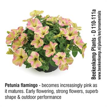 Beekenkemp Plants - Petunia flamingo