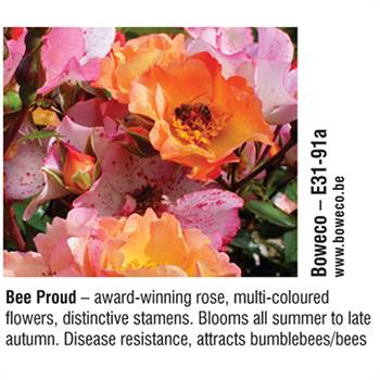 Boweco - Bee Proud