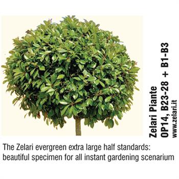 Zelari Piante - Zelari evergreen extra large