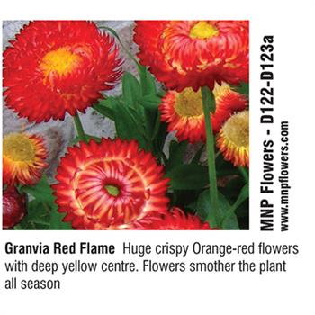 MNP Flowers - Granvia Red Flame