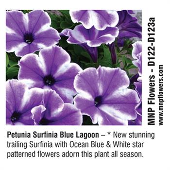 MNP Flowers - Petunia Surfinia Blue Lagoon