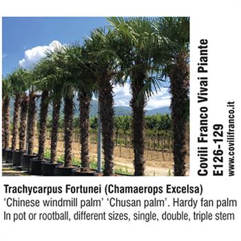 Covili Franco Vivai Piante - Trachycarpus Fortunei (Chamaerops Excelsa)