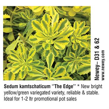 Newey - Sedum kamtschaticum "The Edge"